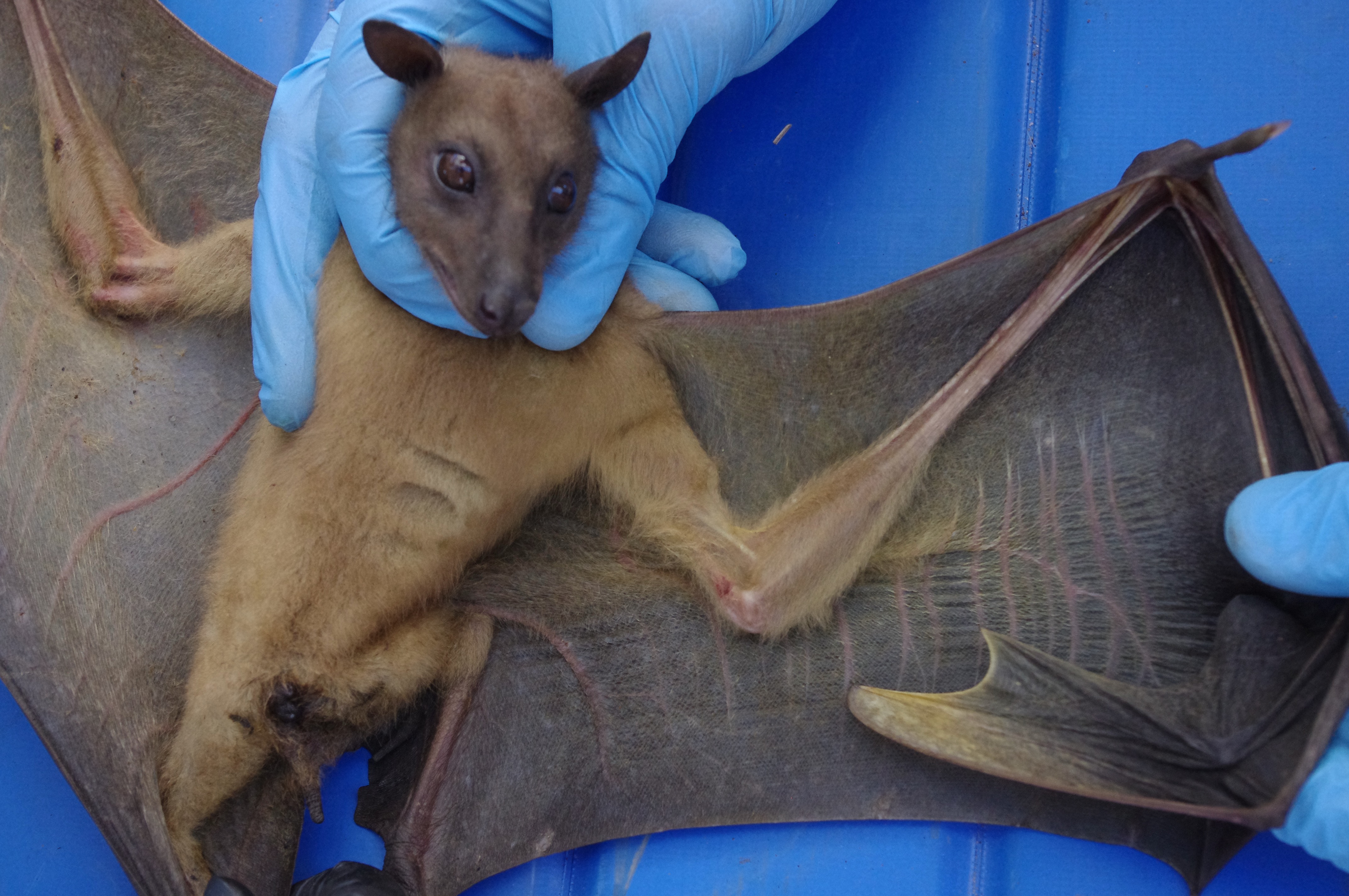 Ekipa Fanihy releases the final Madagascar fruit bat genome, Eidolon dupreanum, open-access with the DNA Zoo