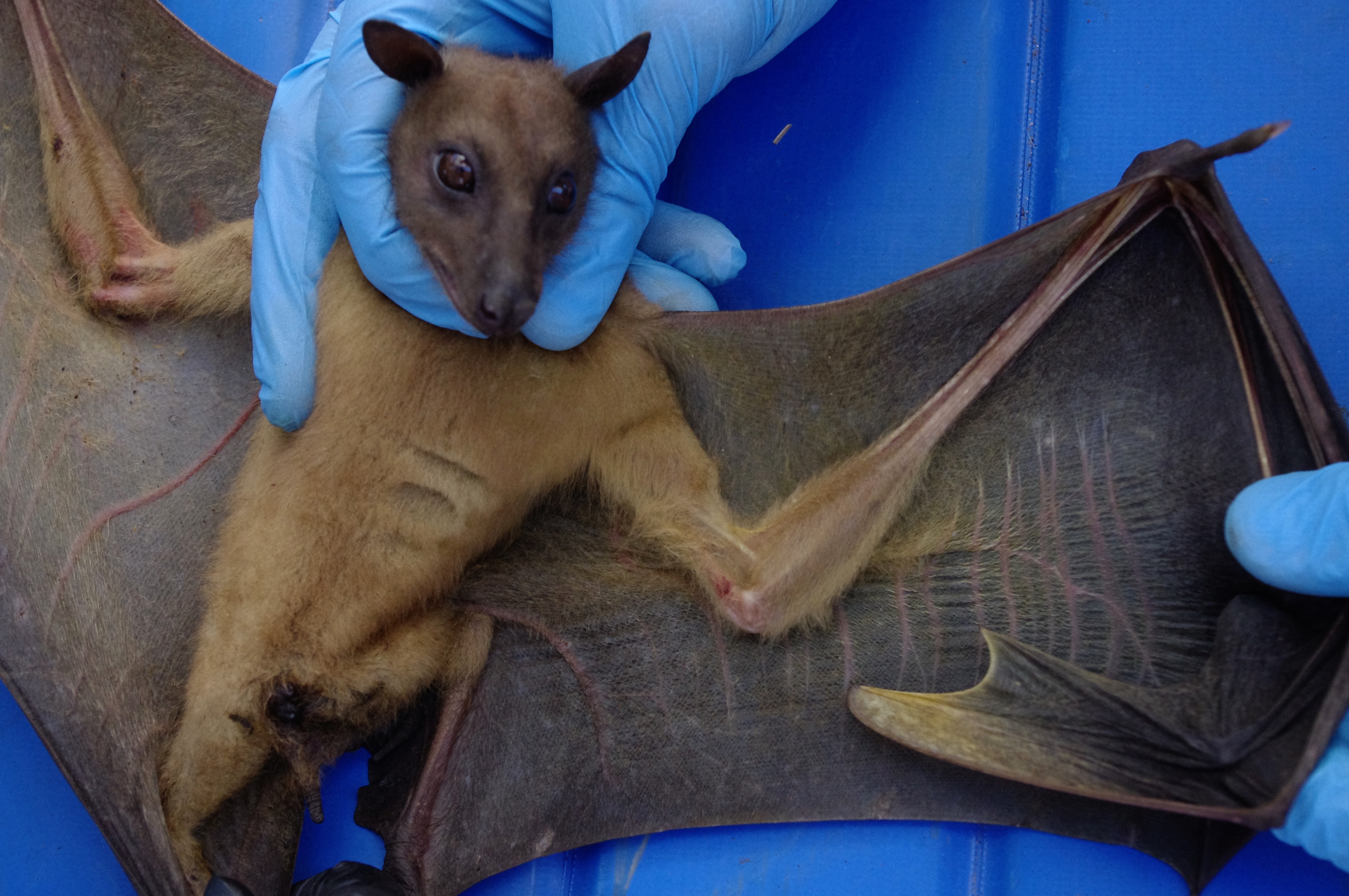 Cara explains her new bat serology paper in a blog post with the Journal of Animal Ecology