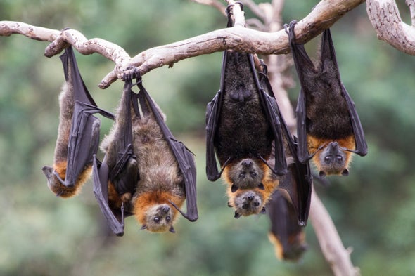 Cara and colleagues explain how 'Bats Are Not Our Enemies' in a popsci article with Scientific American