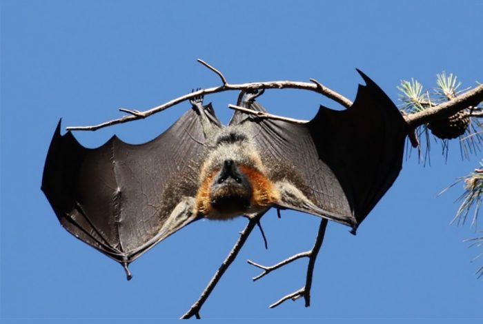 Cara explains why bats are reservoirs for so many virulent viruses on the WhoWhatWhy podcast
